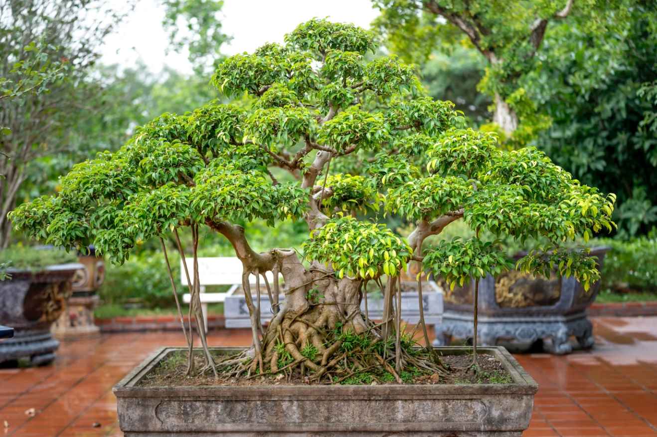 Bonsai Formen Stilarten und Formen JapanischerGarten.eu