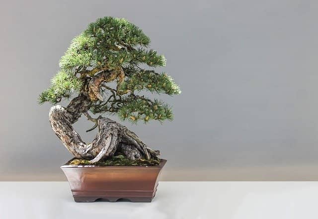 Kiefer Bonsai in einer rechteckigen, braunen Schale