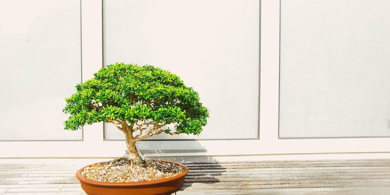 Fukientee-Bonsai-Pflege Pflege & Gestaltung eines Fukientee bonsai