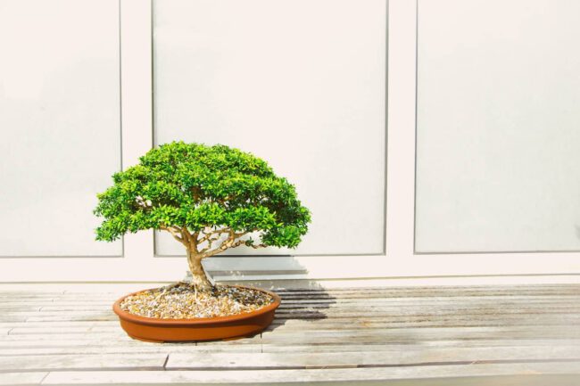 Pflege & Gestaltung eines Fukientee bonsai