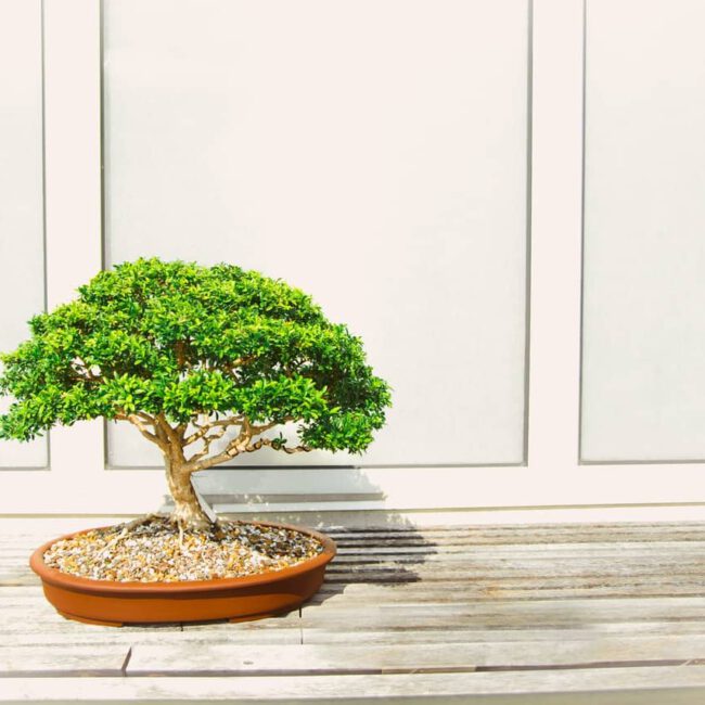 Pflege & Gestaltung eines Fukientee bonsai
