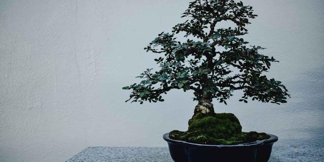Japanische-Stechpalme-Bonsai Japanische Stechpalme (ilex crenata) als Bonsai