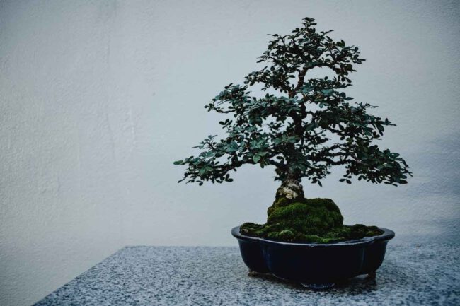 Japanische Stechpalme (ilex crenata) als Bonsai