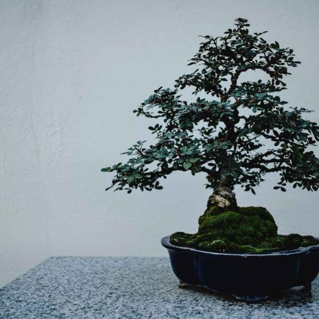Japanische Stechpalme (ilex crenata) als Bonsai