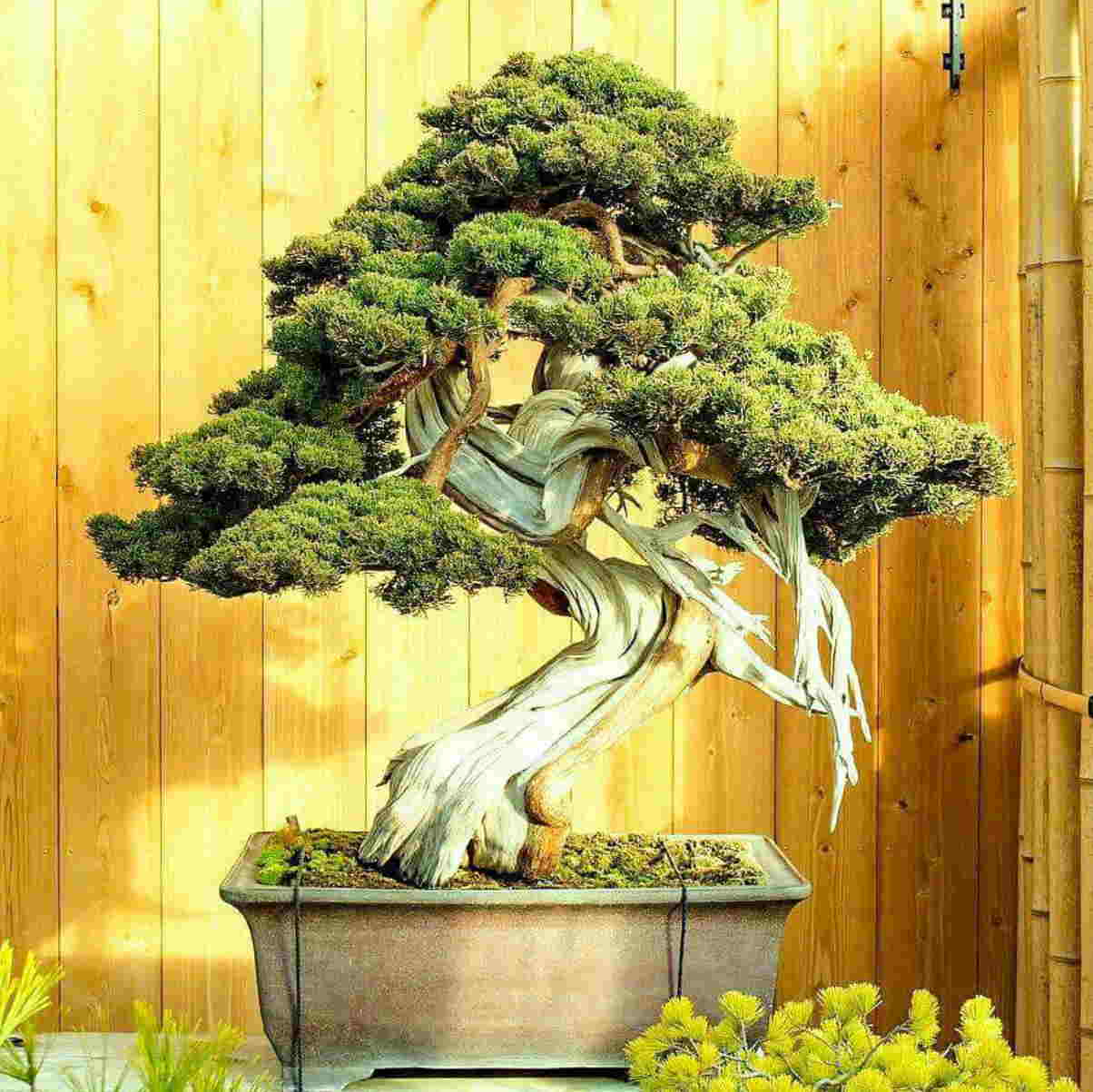 Bonsai Formen: Stilarten und Formen | Japanischer-Garten.eu