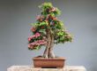 Bonsai richtig düngen
