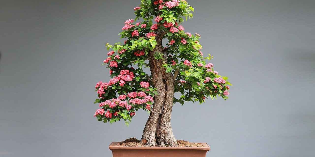 Bonsai richtig düngen