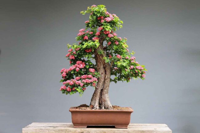 Bonsai richtig düngen