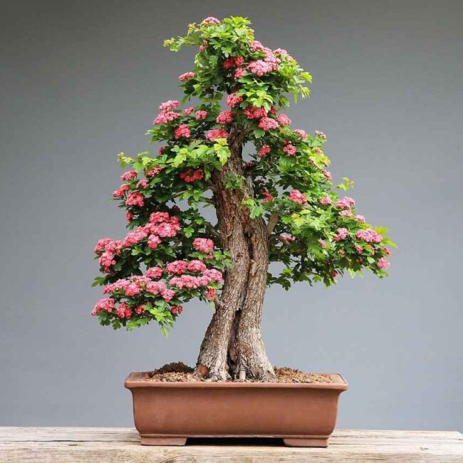 Bonsai richtig düngen