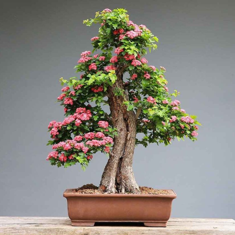 Bonsai Pflege JapanischerGarten Pflanzen & Pflege