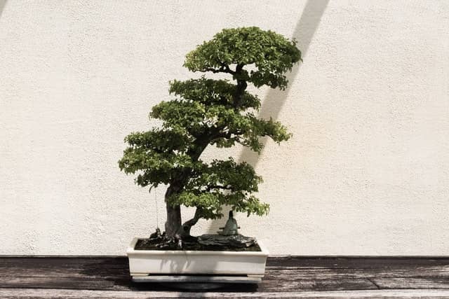 Bonsai mit weißer Schale