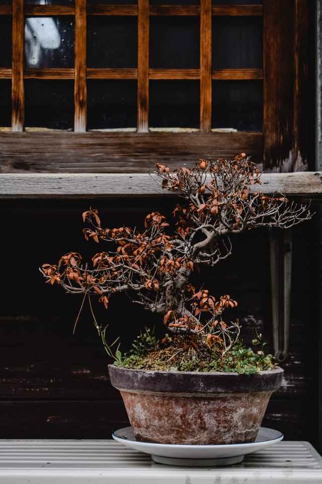 ausgetrockneter Bonsai durch zu wenig Bewässerung