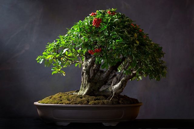 grüner Bonsai in dunkelbrauner Schale