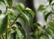 Ficus Bonsai mit nassen Blättern - Bonsai richtig gießen