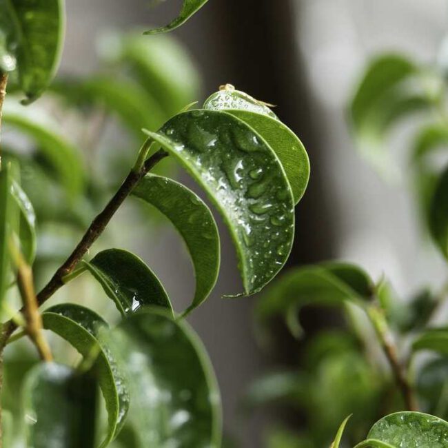 Ficus Bonsai mit nassen Blättern - Bonsai richtig gießen
