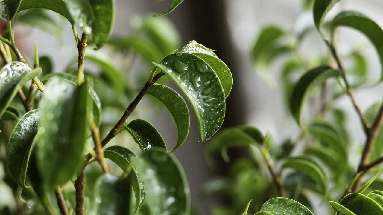 Wie Oft Bonsai Baum Gießen Wie Oft Bonsai Baum Gießen