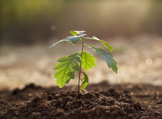 Bonsai Baum in Erde