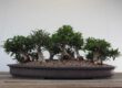 Myrte Bonsai in dunkelgrauer Schale