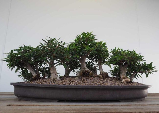 Myrte Bonsai in dunkelgrauer Schale