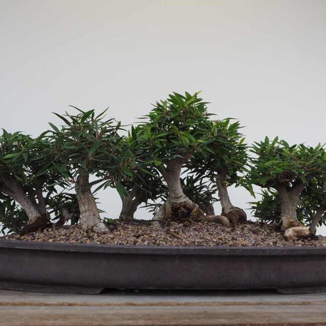 Myrte Bonsai in dunkelgrauer Schale