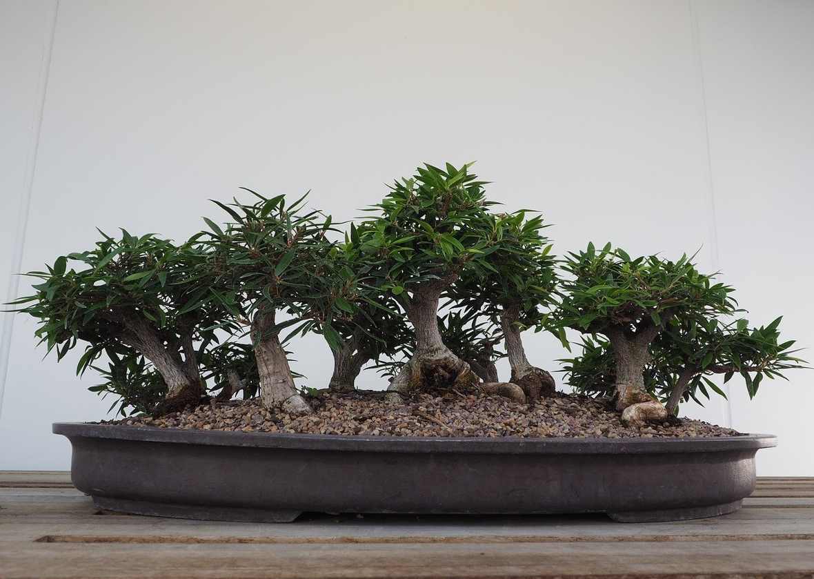 Myrte Bonsai Pflege & Eigenschaften japanischergarten.eu