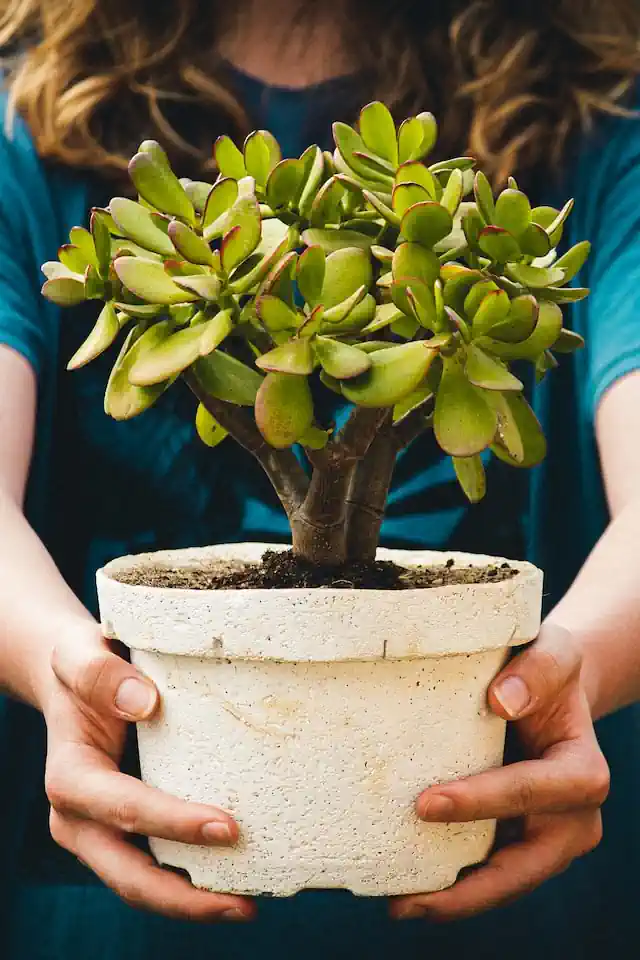 Frau die einen Sukkulunten Bonsai Baum hält