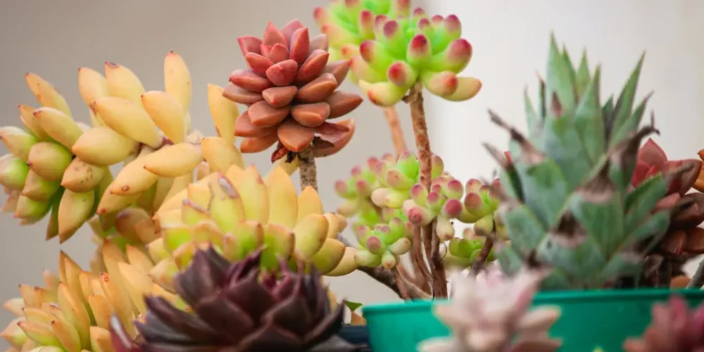 Sukkulenten als Bonsai