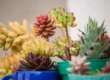 Sukkulenten als Bonsai