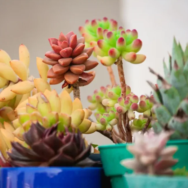 Sukkulenten als Bonsai