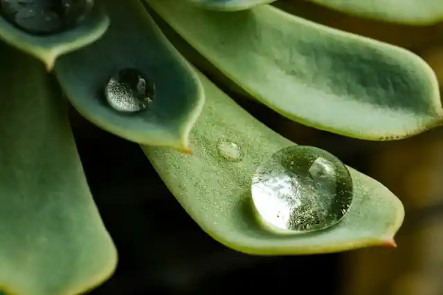 Sukkulentenblatt mit Wassertropfen