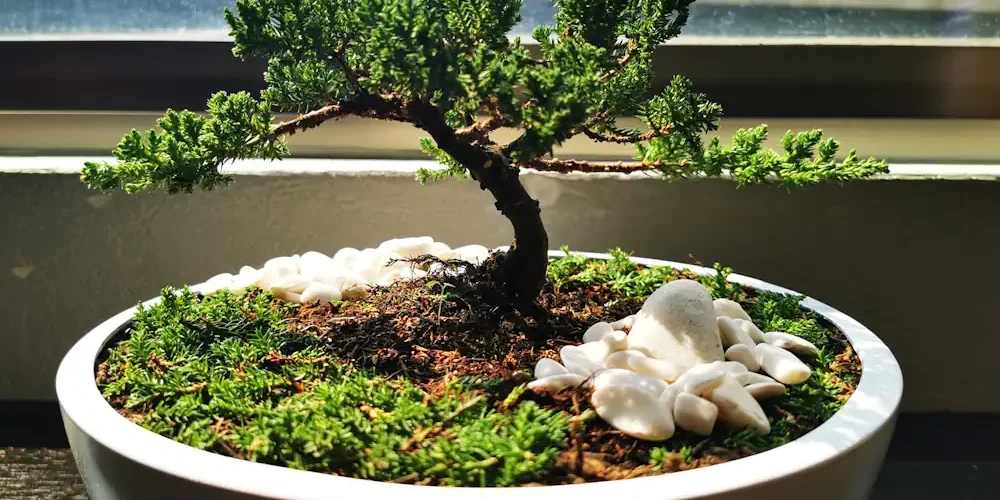 Eibe als Bonsai in weißer Schale vor einem Fenster