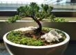 Eibe als Bonsai in weißer Schale vor einem Fenster