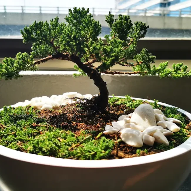 Eibe als Bonsai in weißer Schale vor einem Fenster