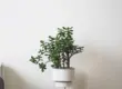 Geldbaum Bonsai in weißem Topf