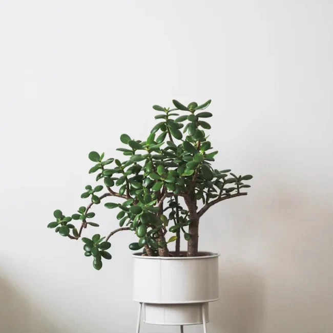 Geldbaum Bonsai in weißem Topf