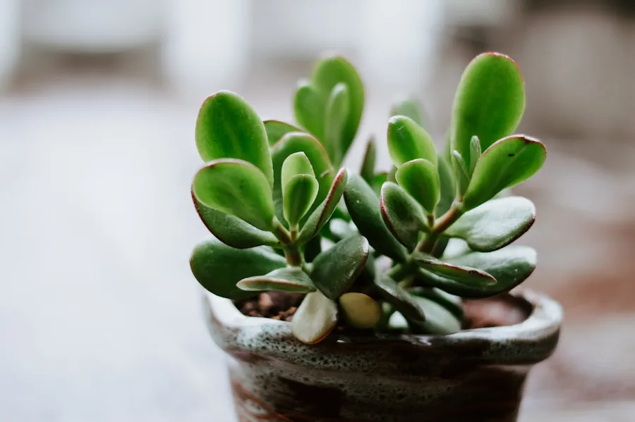 Exotenherz - Crassula portulacea minor - Pfennigbaum - große