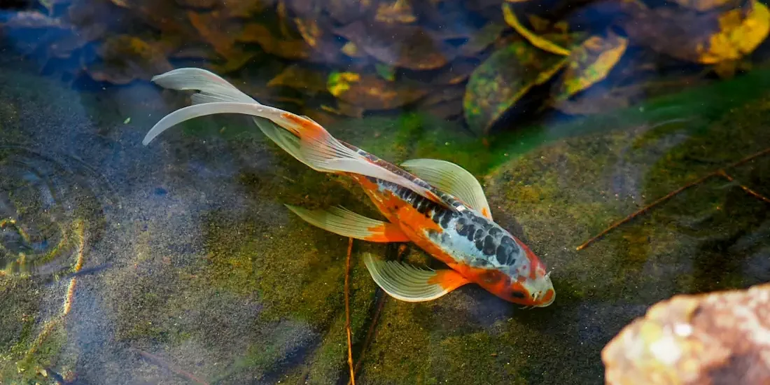Koi-Fische im japanischen Garten-Teich