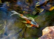 Koi-Fische im japanischen Garten-Teich