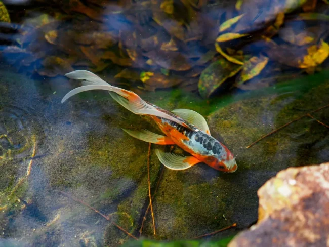 Koi-Fische im japanischen Garten-Teich