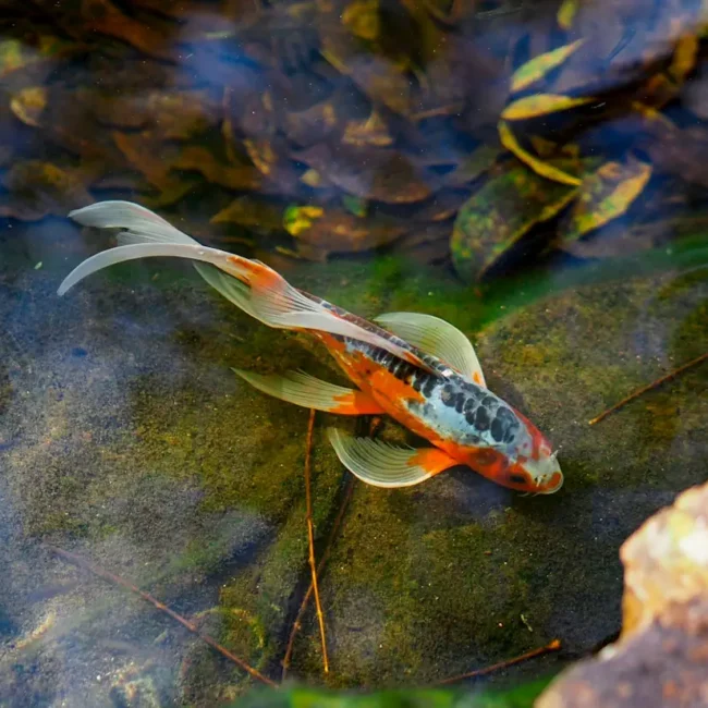 Koi-Fische im japanischen Garten-Teich